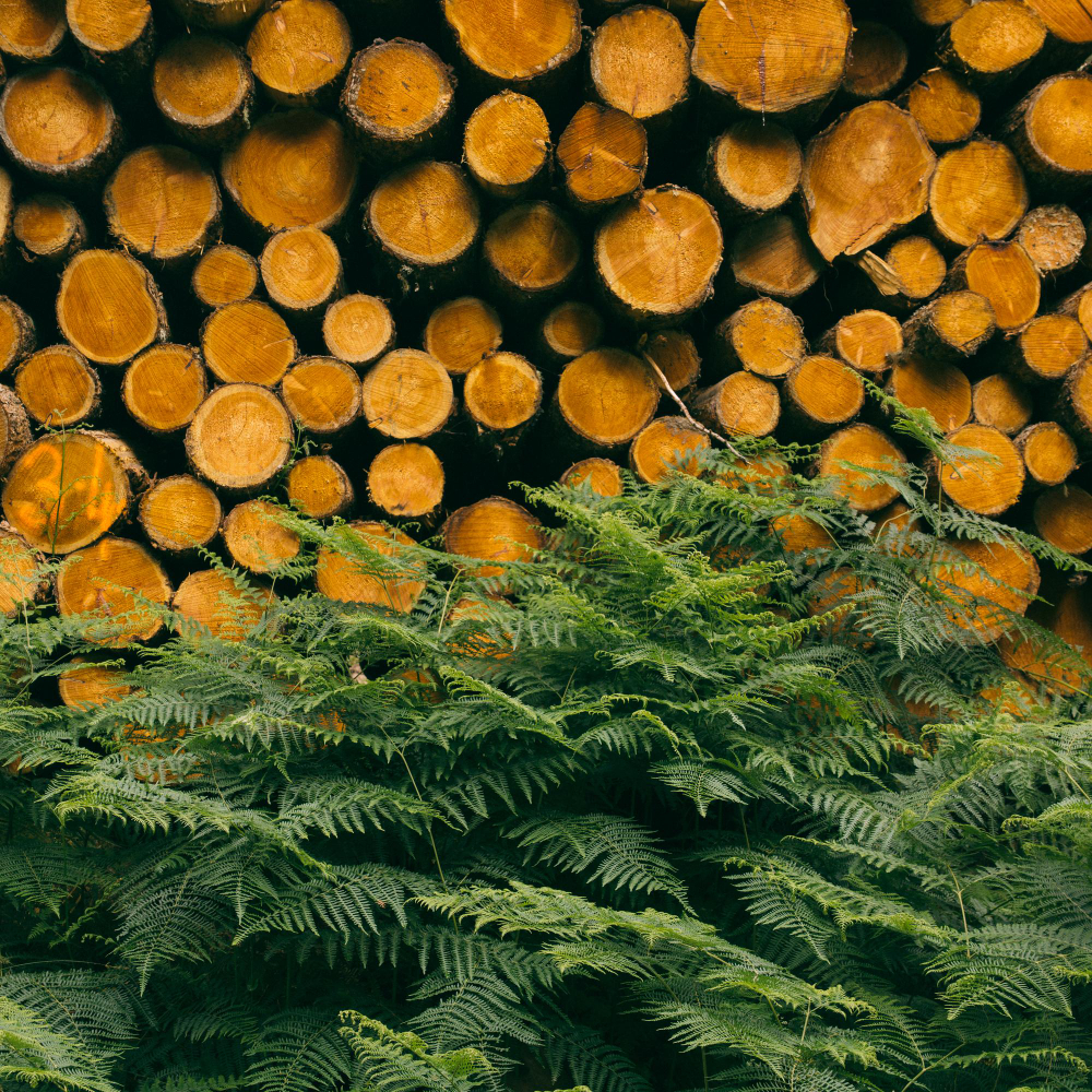 ENGENHARIA FLORESTAL